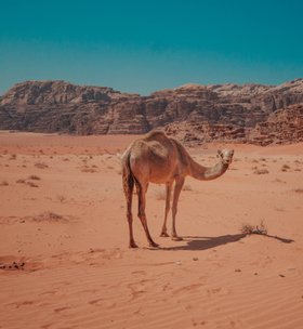 Camel Ride Wadi Rum